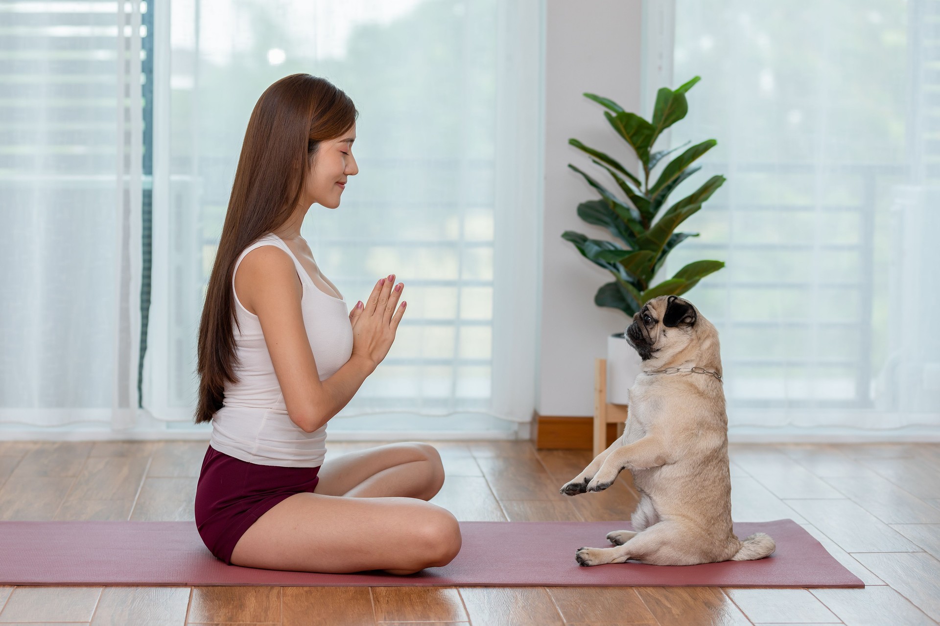 Calm of Beautiful Asian woman practice Breathing yoga lotus pose with cute dog pug breed enjoy and relax with yoga together in living room at home,Recreation Exercise with Dog at home Concept